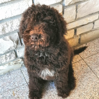 Lagotto romagnolo