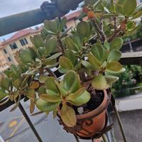 Bellissime piante resistenti a tutte le temperatur