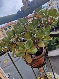 Bellissime piante resistenti a tutte le temperatur