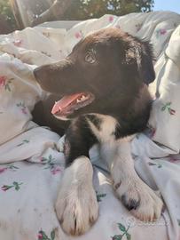 Border Collie maschietto