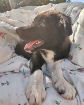 Border Collie maschietto