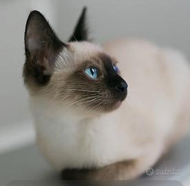 Gattini siamesi