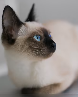 Gattini siamesi
