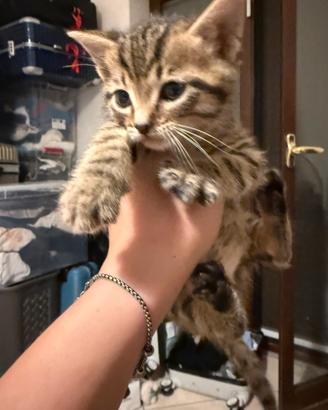 Travolto un gatto per strada