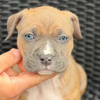 Amstaff