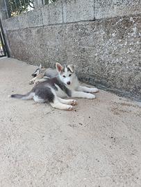Cuccioli Husky-gerberian Shepsky