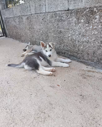 Cuccioli Husky-gerberian Shepsky