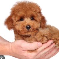 Disponibili barboncino Toy