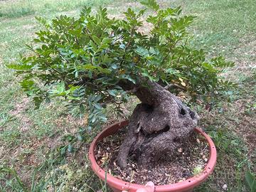Bonsai