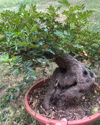 Bonsai