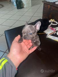 Bulldog francese Blu, Maschio