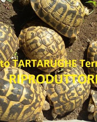 TARTARUGHE - Hermanni ADULTI (Tutta ITALIA)