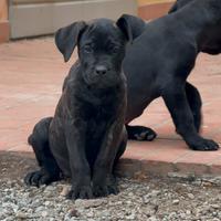 Cuccioli di cane corso con Pedigree