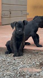 Cuccioli di cane corso con Pedigree