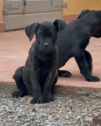 Cuccioli di cane corso con Pedigree