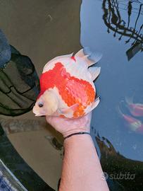 TAMASABA ADULTI RIPRODUTTORI  YAMAMATSU KOI FARM 