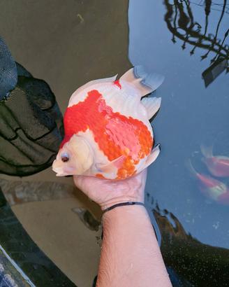 TAMASABA ADULTI RIPRODUTTORI  YAMAMATSU KOI FARM 
