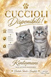Gatto Britsh Short Hair cuccioli Blu