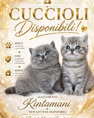 Gatto Britsh Short Hair cuccioli Blu