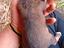 Immagine 6