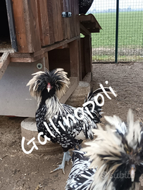 Padovane argento orlo nero u.o.v.a