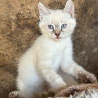 Gattini mamma di razza padre siamese occhi celesti
