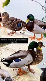 Coppie di germani reali puri