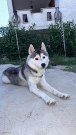 Siberian Husky 1 anno femmina