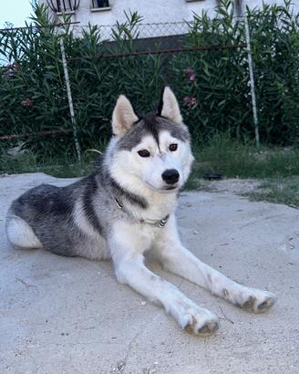 Siberian Husky 1 anno femmina