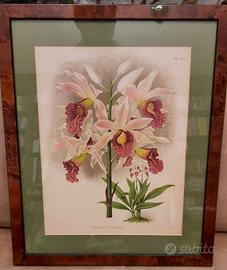 Stampa botanica di orchidea del 1893
