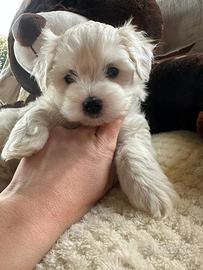 Maltesi maltese