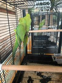 Coppia parrocchetti con gabbia