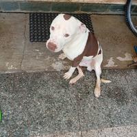 Argo pitbull rednose