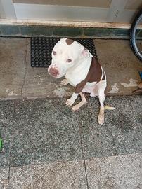 Argo pitbull rednose