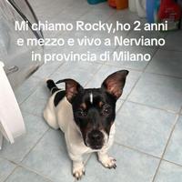 Jack Russell zampa corta 5kg