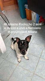 Jack Russell zampa corta 5kg