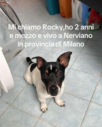 Jack Russell zampa corta 5kg