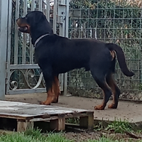 Rottweiler