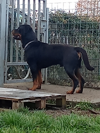 Rottweiler