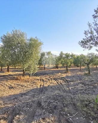 TER. AGRICOLO A LUCERA