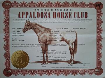 Puledro appaloosa
