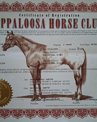Puledro appaloosa
