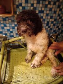 Cucciolo di Lagotto, bicolore