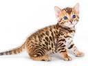 gatti-bengala-cuccioli-da-40-euro-al-mese