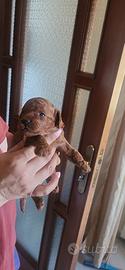 Cuccioli di barboncino
