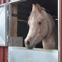 Cavallo arabo