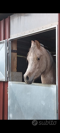 Cavallo arabo