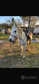 Super puro sangue Arabo 11 anni