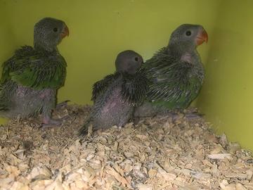 Pulli allevati a mano