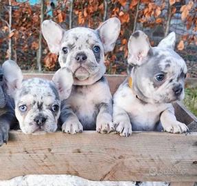 BULLDOG FRANCESE CUCCIOLI POKET merle da 60e mese